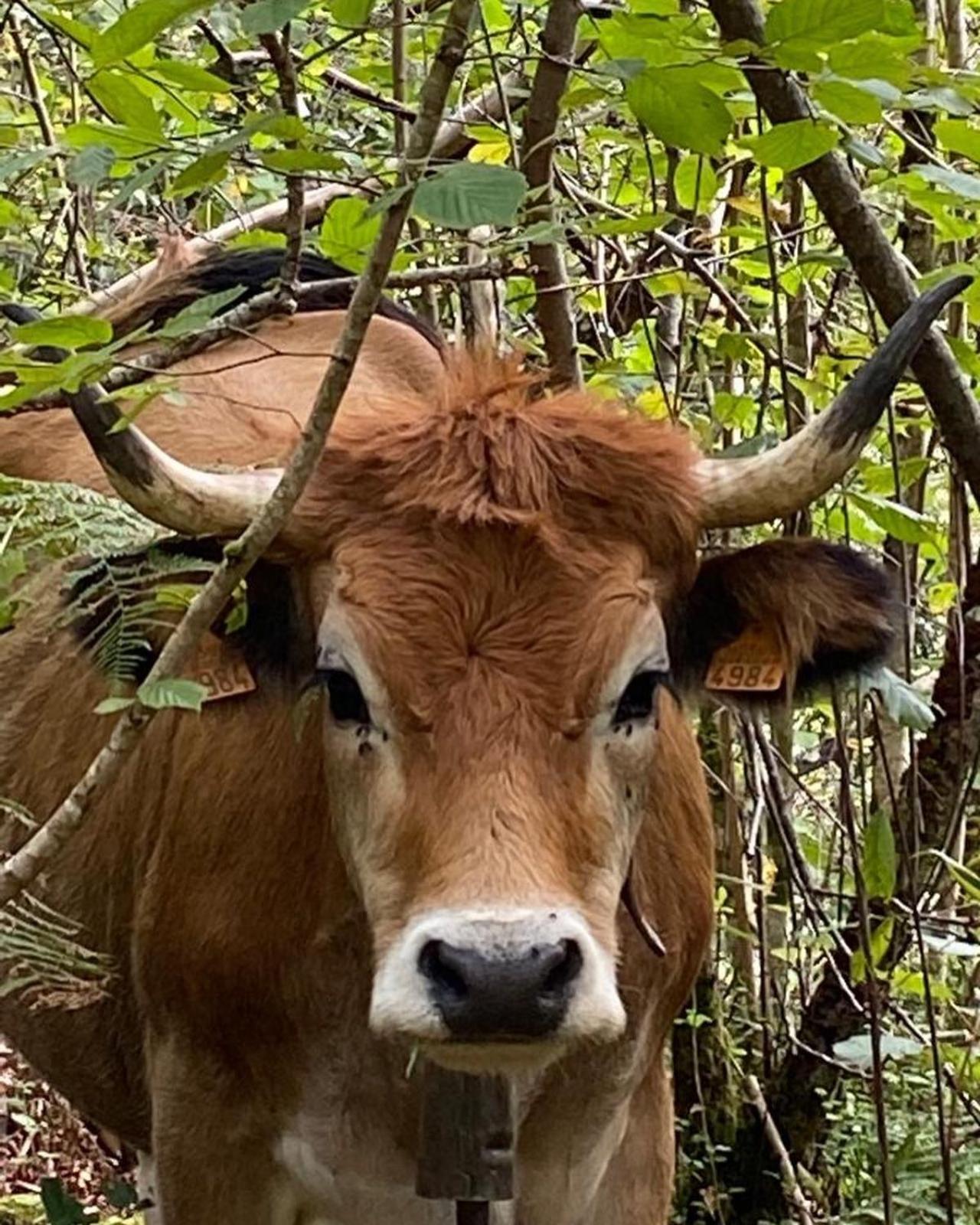 Casa Rural Espinareu La Villa Esterno foto