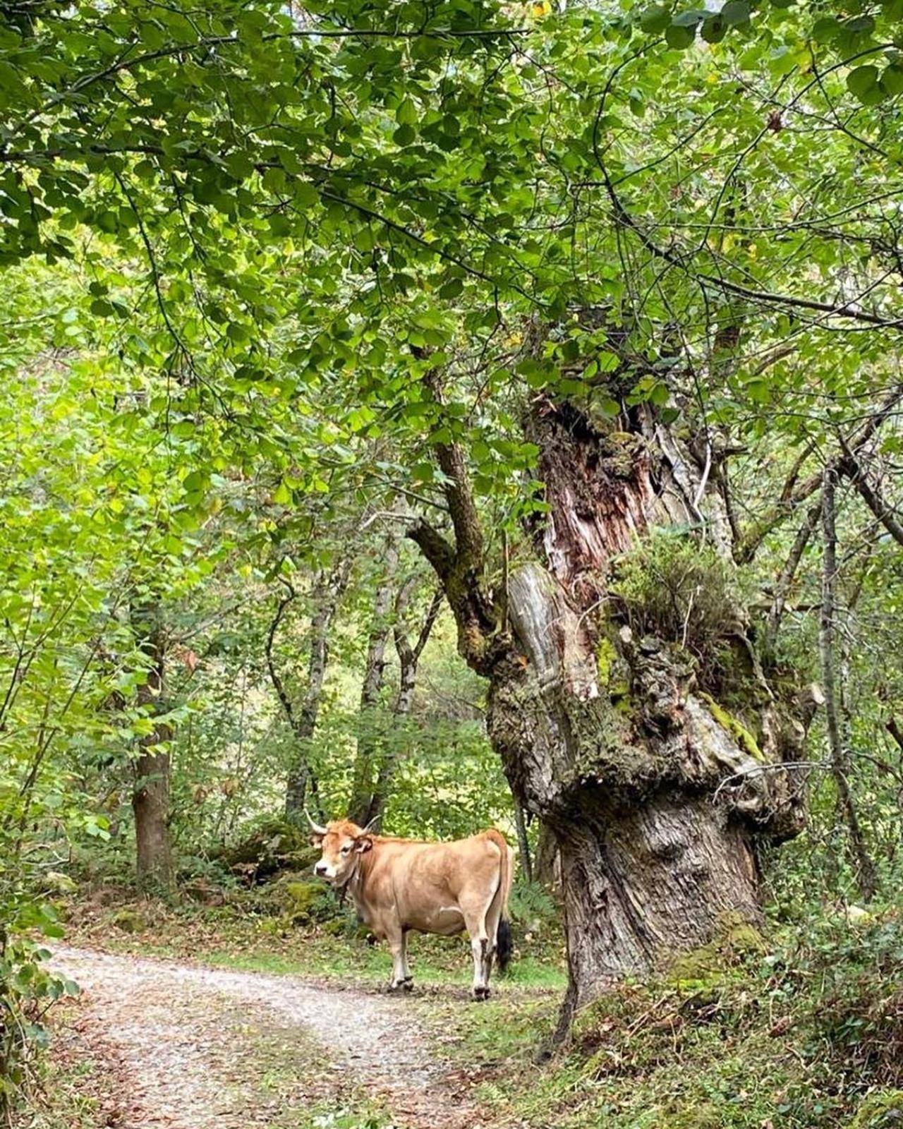 Casa Rural Espinareu La Villa Esterno foto